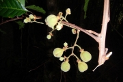 <strong>Cupaniopsis leptobotrys - Gâteblé Gildas - 320</strong><br />© Gâteblé Gildas